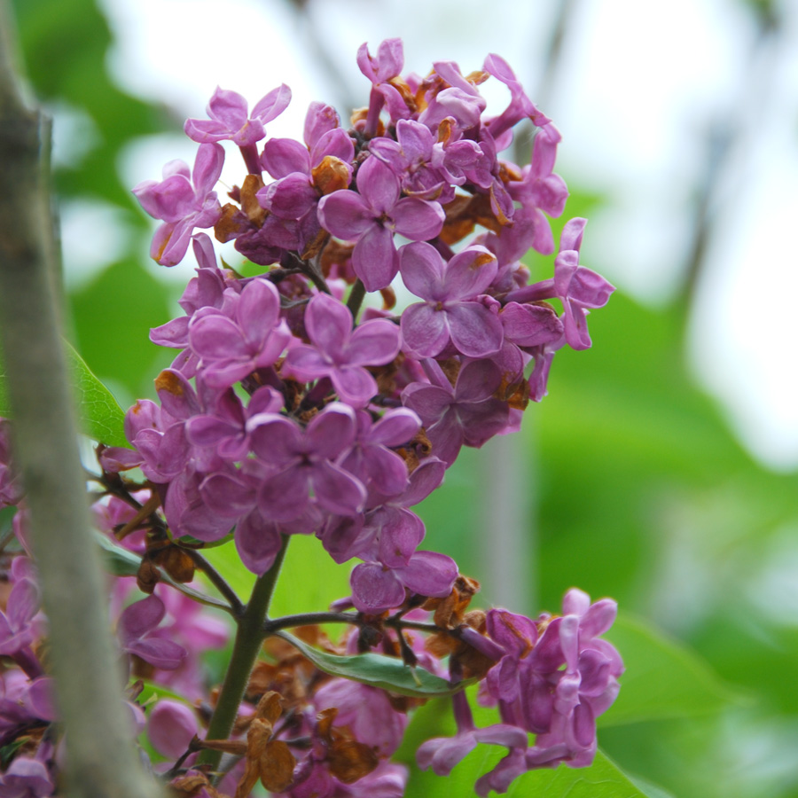 Syringa vulgaris 'Ludwig Spaeth'