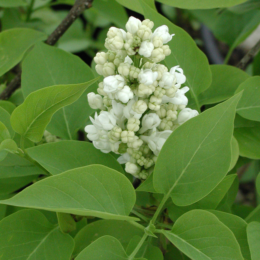 Syringa vulgaris 'Madame Lemoine' STD 