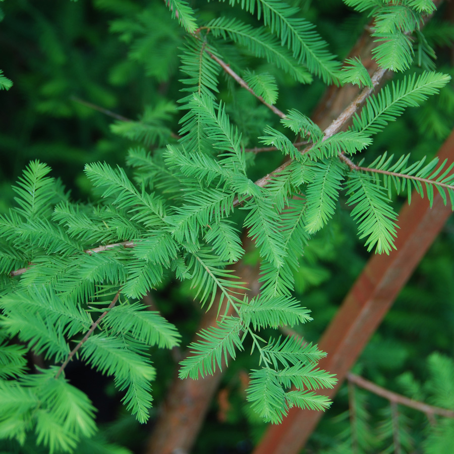 Taxodium distichum Peve Minaret