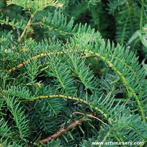 Taxus baccata 'Dovastonii Prostrata'