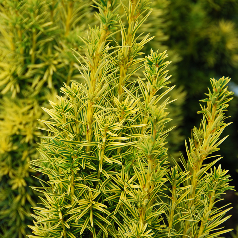 Taxus baccata fastigiata  