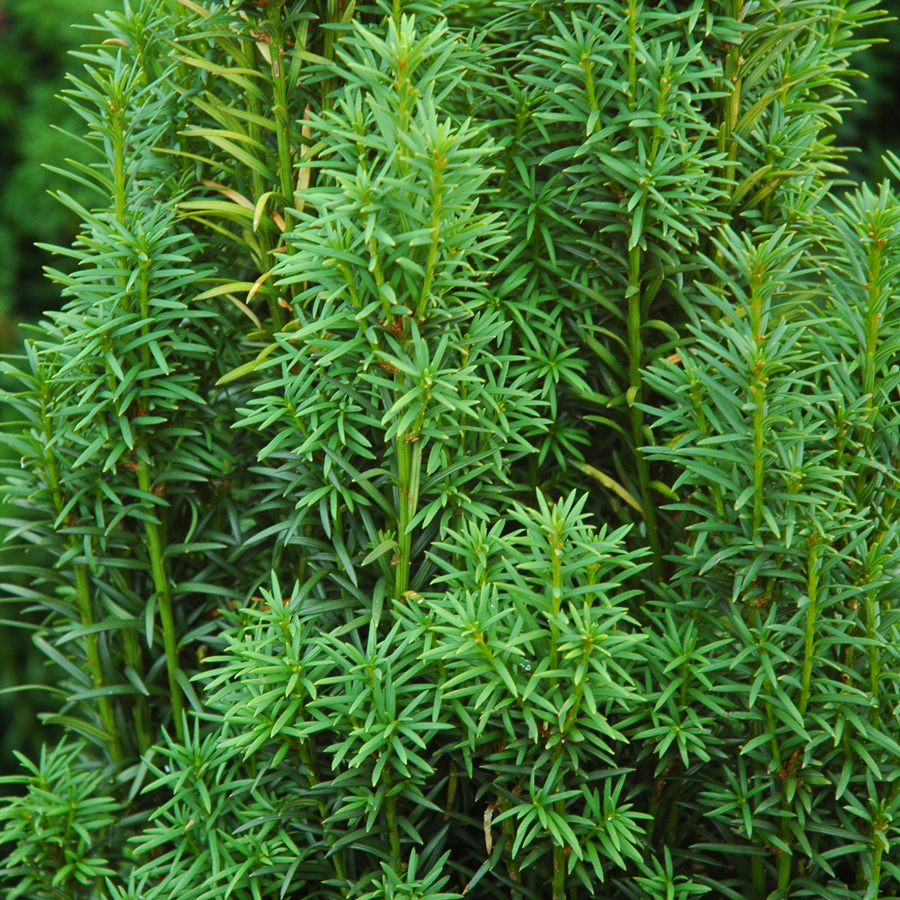 Taxus baccata 'Melford'