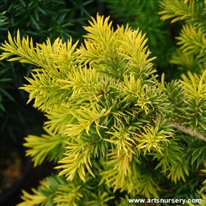 Taxus washingtonii 'Aurea'