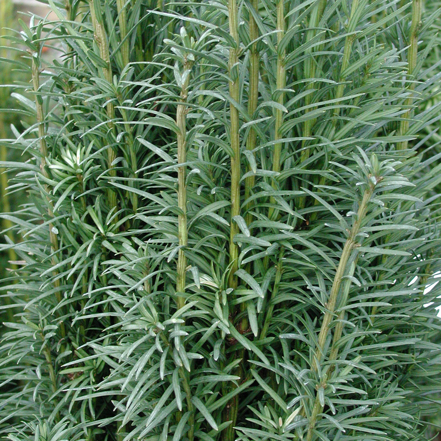 Taxus baccata fastigiata