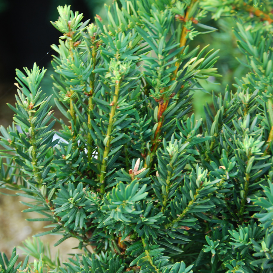 Taxus x media 'Hillii'