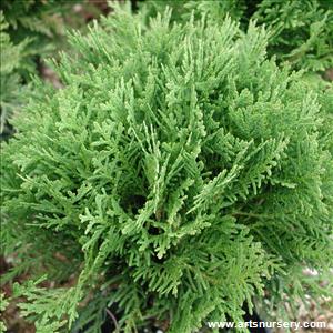 Thuja occidentalis 'Hetz Midget'