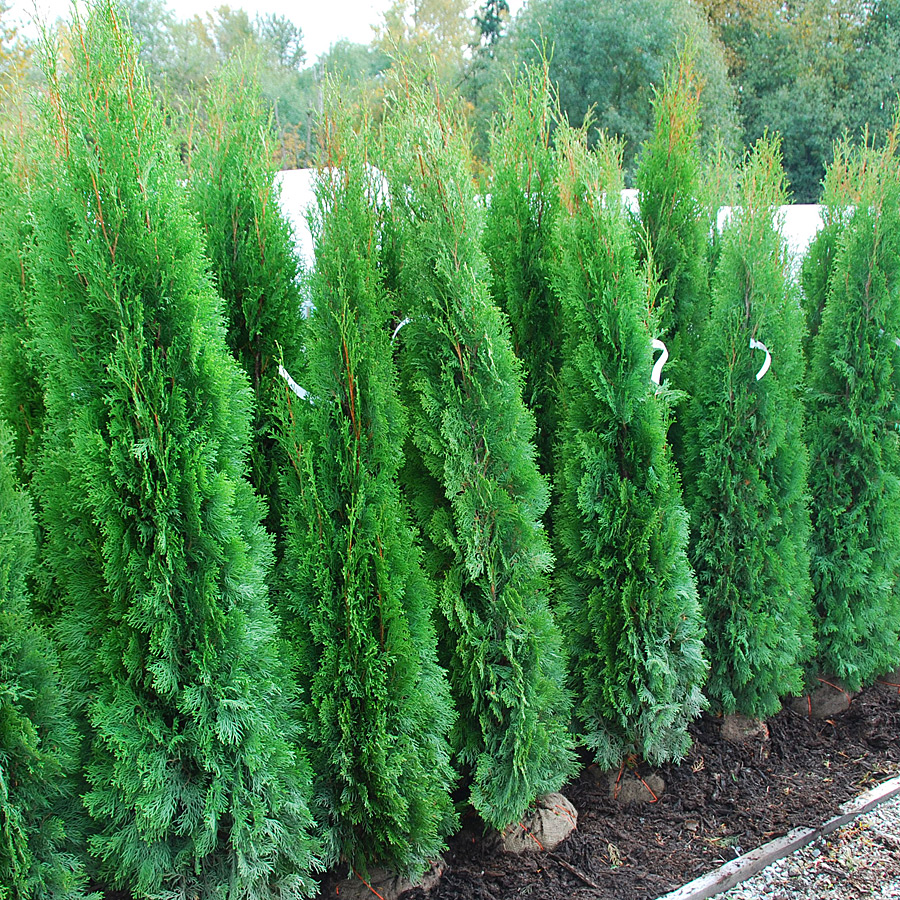 Thuja occidentalis 'Smaragd (Emerald)'