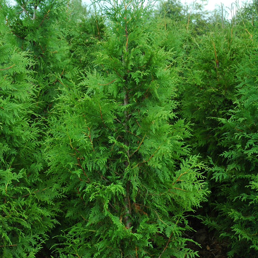 Thuja plicata 'Excelsa