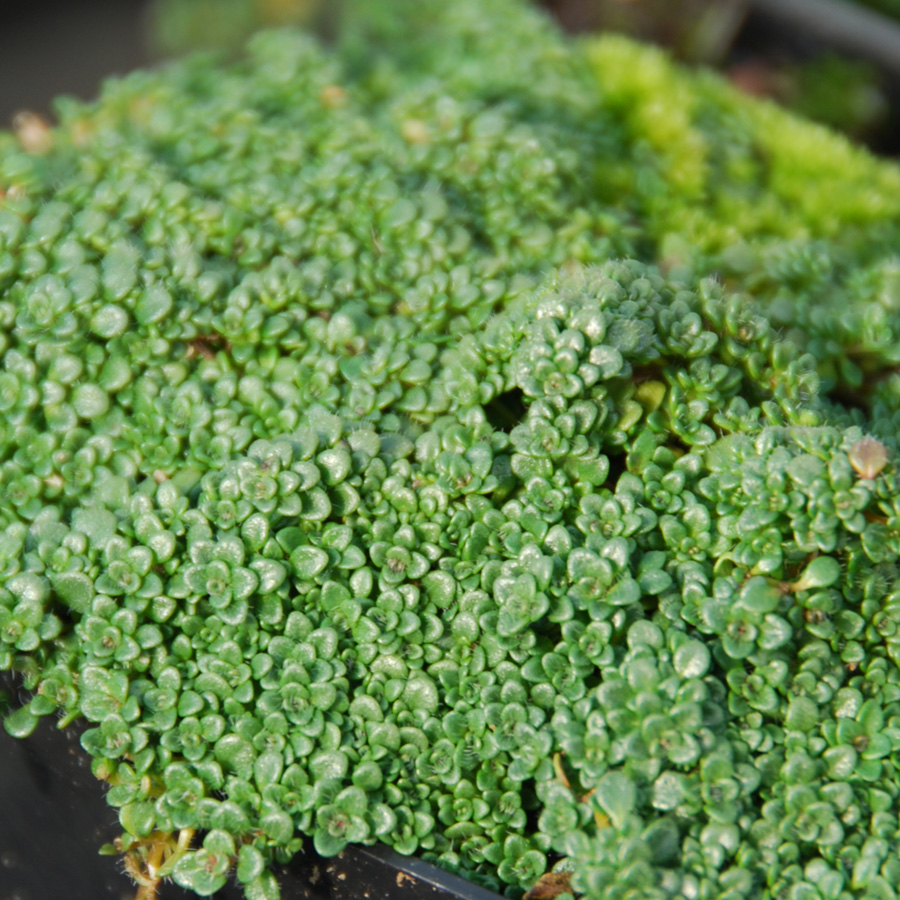 Thymus serphyllum minus 'Elfin' 