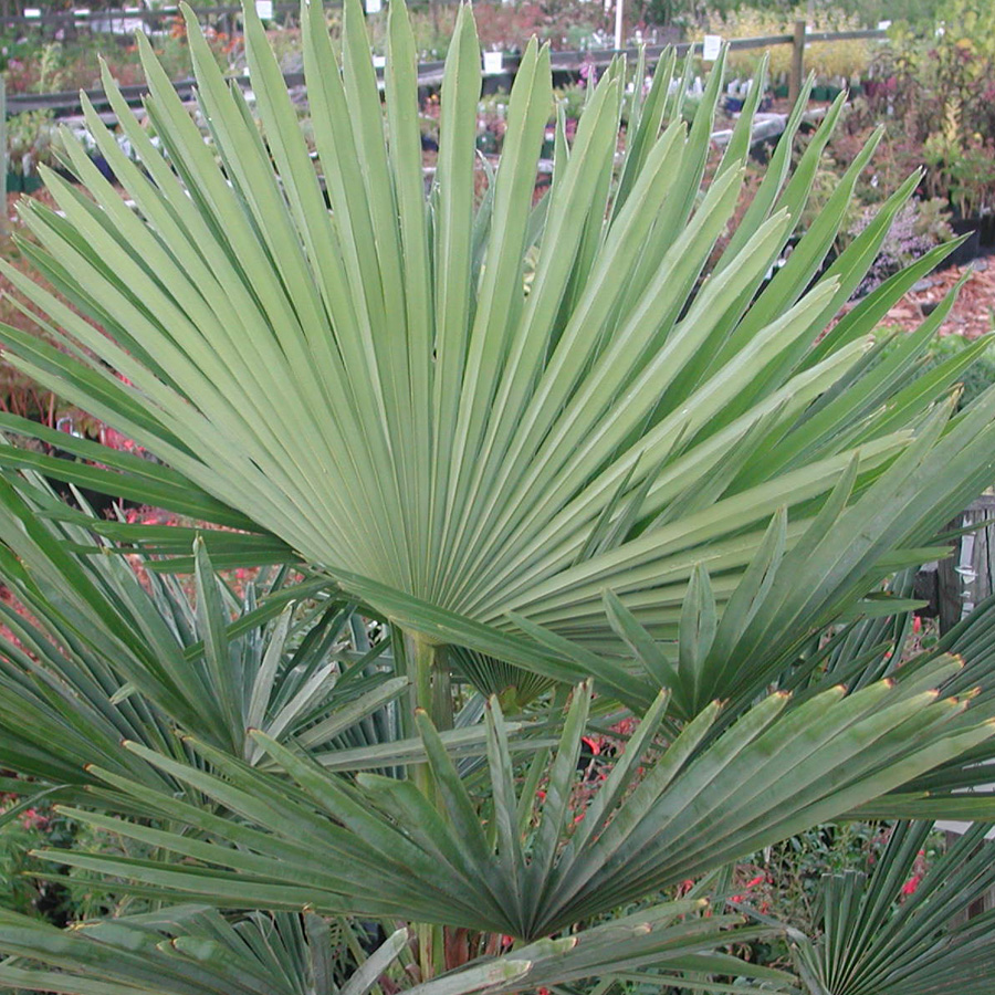 Trachycarpus fortunei