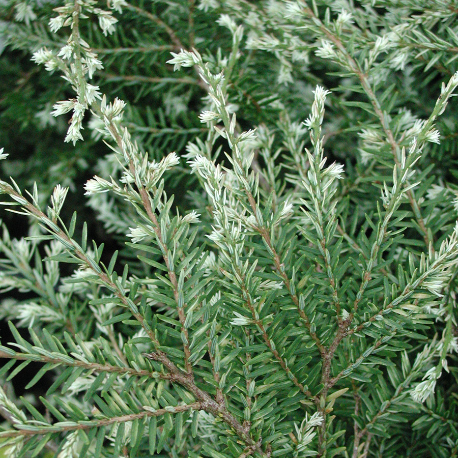 Tsuga canadensis 'Gentsch's White'