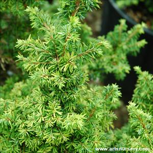 Tsuga canadensis 'Jervis'