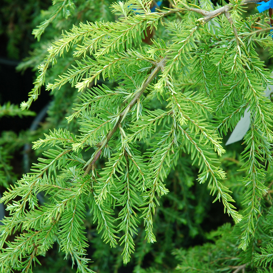 Tsuga canadensis pendula