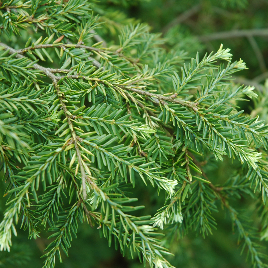 Tsuga heterophylla