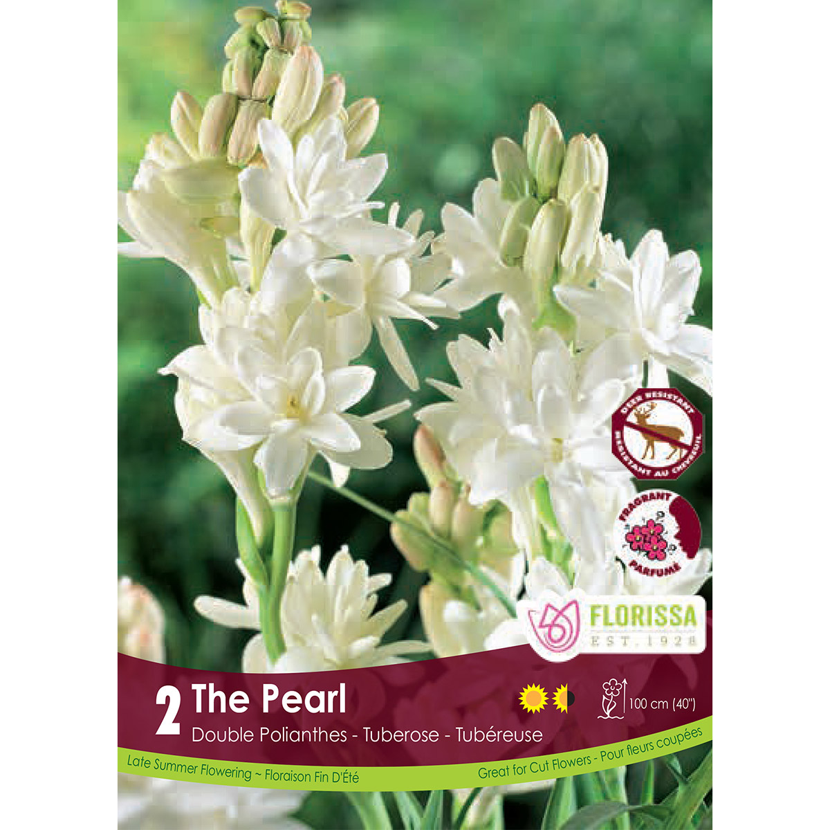 Tuberose_Polianthes.jpg