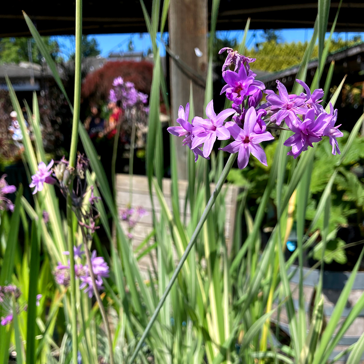 Tulbaghia violacea 'Green'