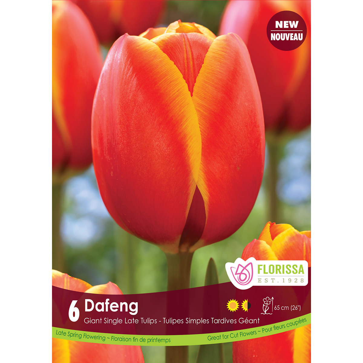 Tulip_Dafeng_1200px.jpg