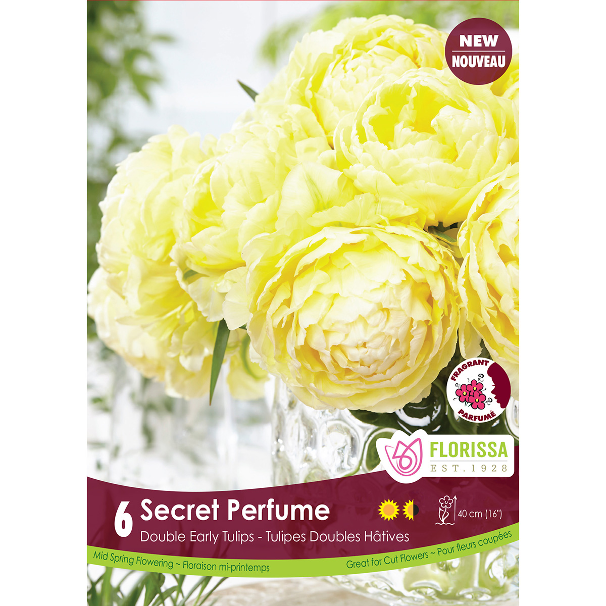 Tulipa 'Secret Perfume' Bulbs 6PK