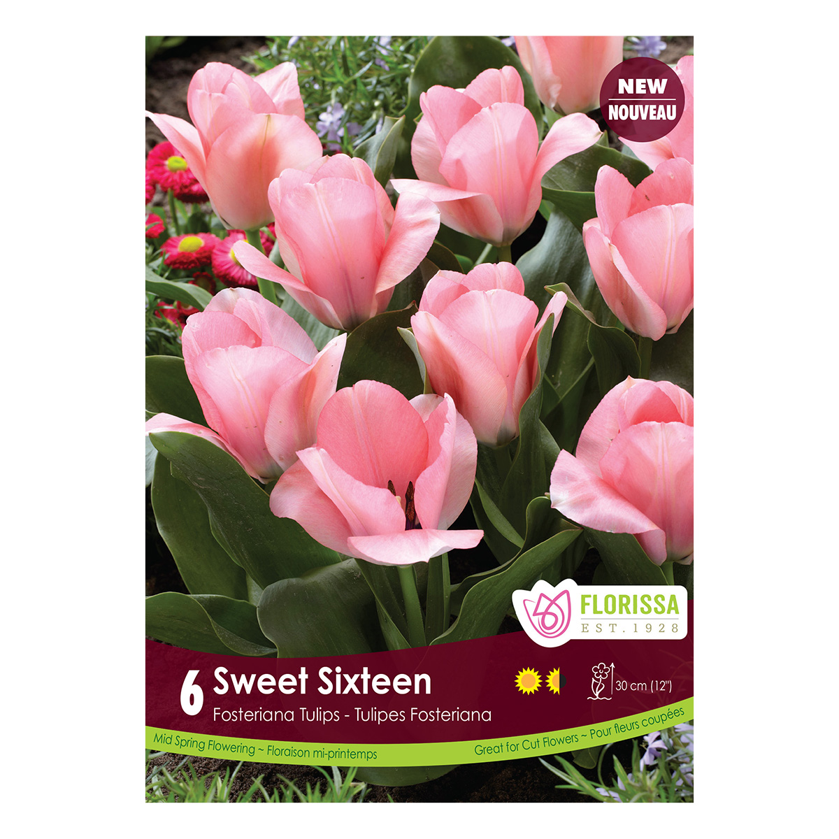 Tulipa 'Sweet Sixteen' Bulbs 6Pk