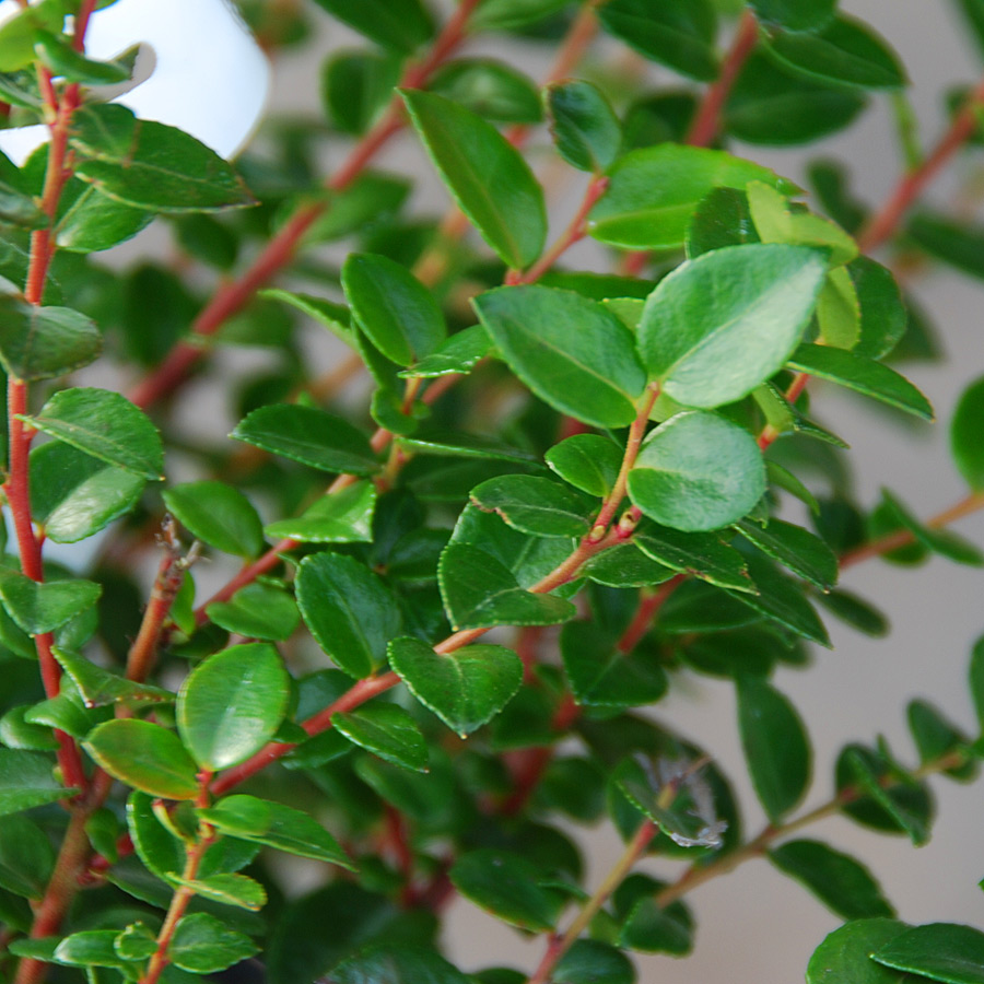 Vaccinium_ovatum.jpg