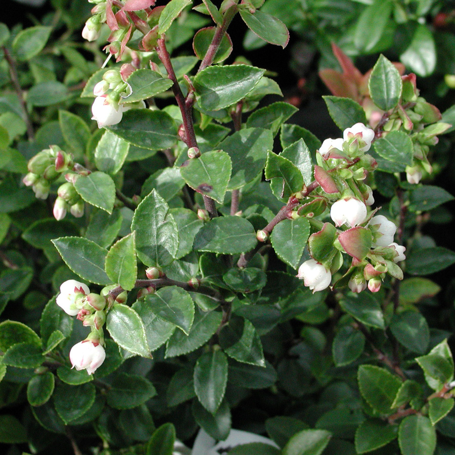 Vaccinium parviflorum