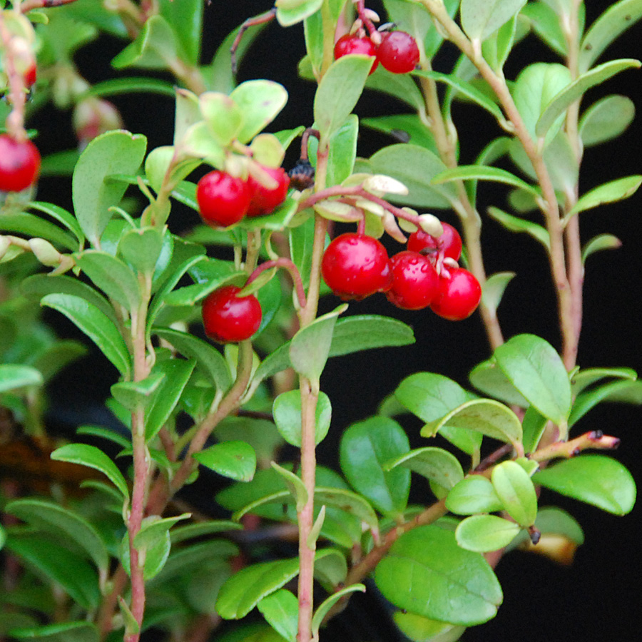 Vaccinium vitis idaea