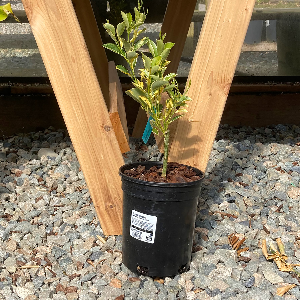 Variegated Calamondin - Citrus