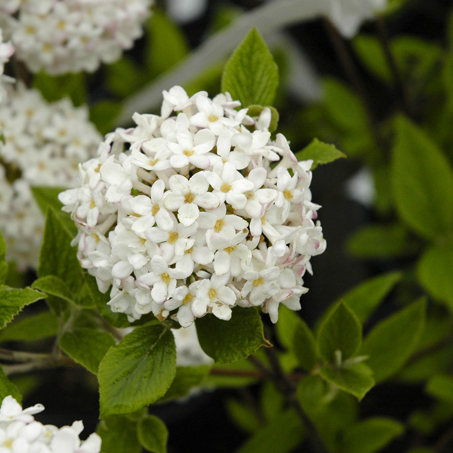 Viburnum carlesii 