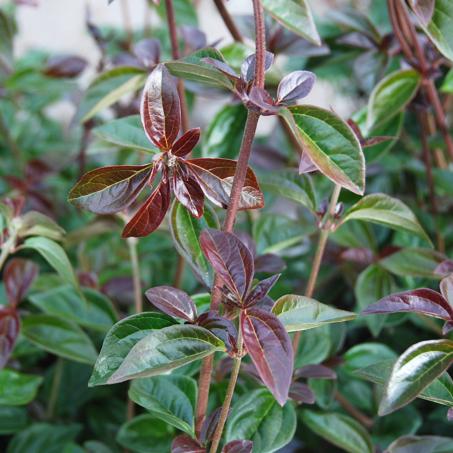 Viburnum x hillieri 'Winton'