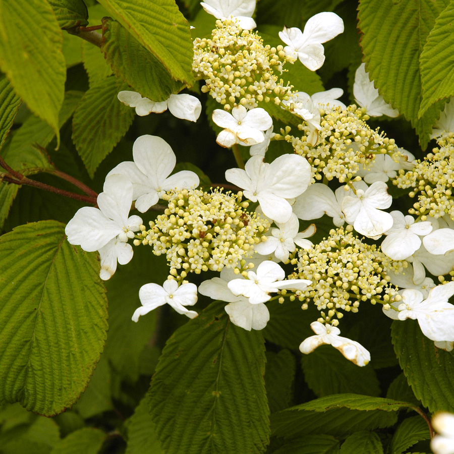 Viburnum plicatum tomentosum 'Mariesii' 