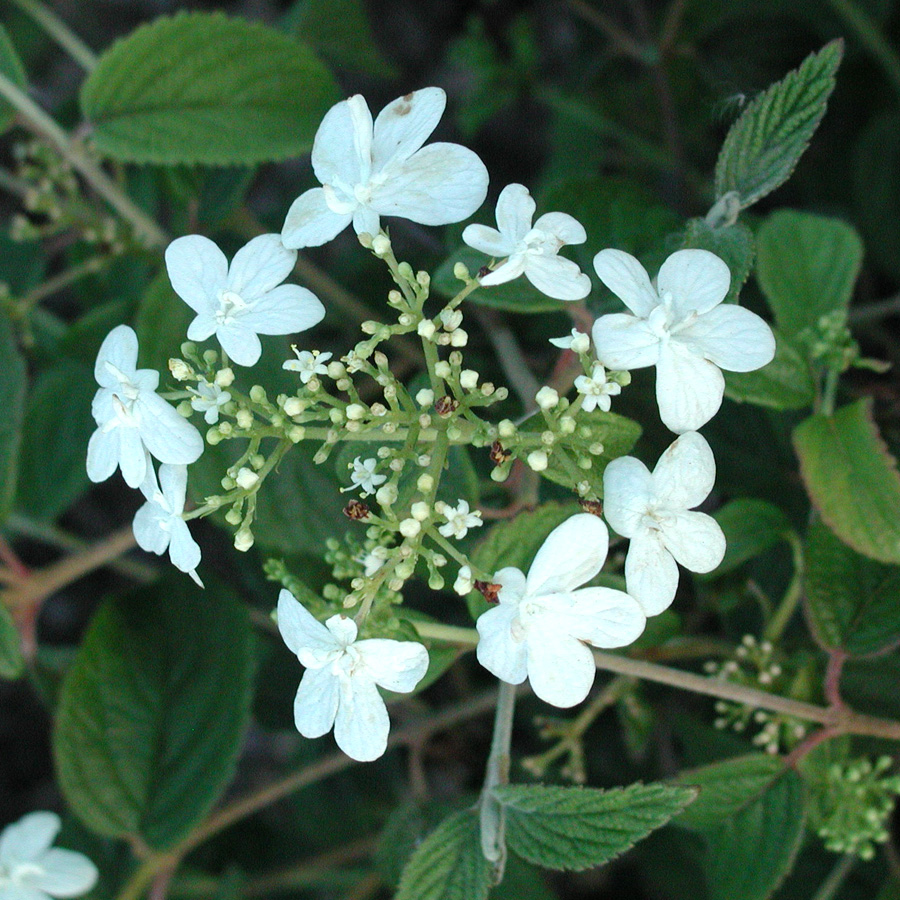 Viburnum plicatum 'Summer Snowflake'