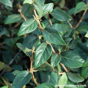 Viburnum X burkwoodii