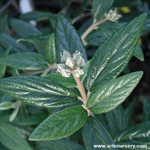 Viburnum X pragense