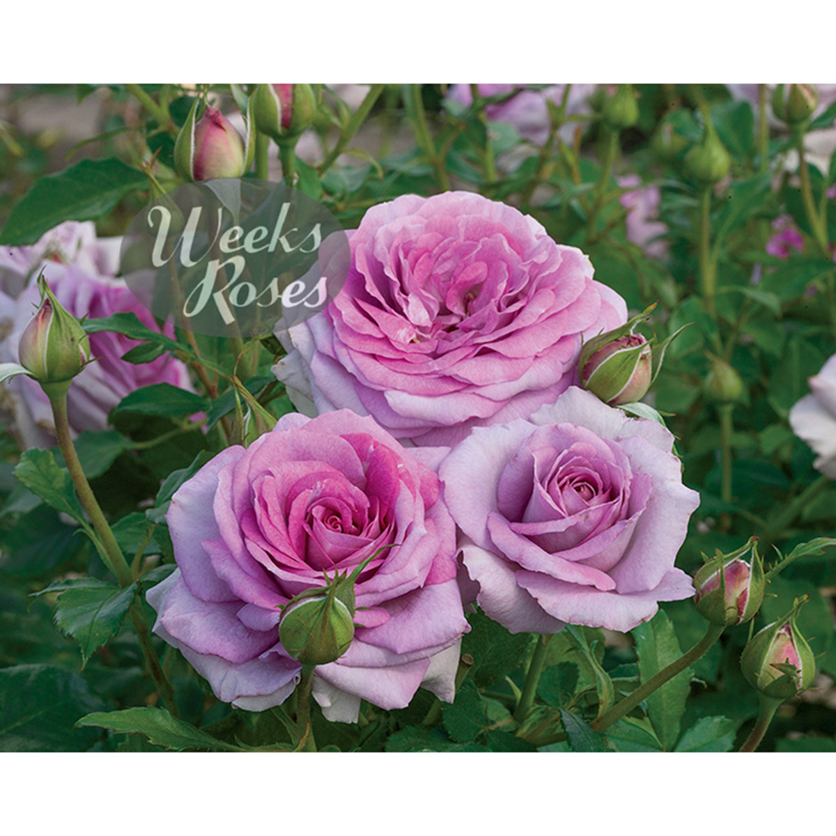 Rosa 'Violet's Pride' 24in Tree Form