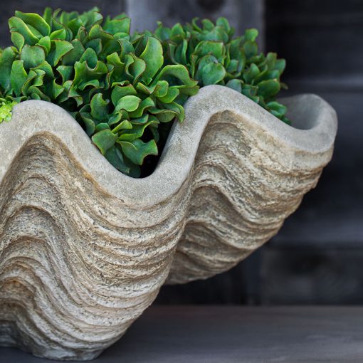 Campania - South Seas Clam Shell Planter Large W-106