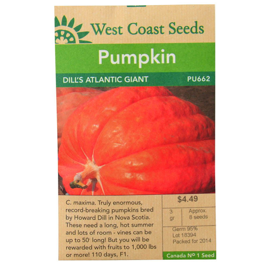 Pumpkin Dills Atlantic Giant Seeds PU662