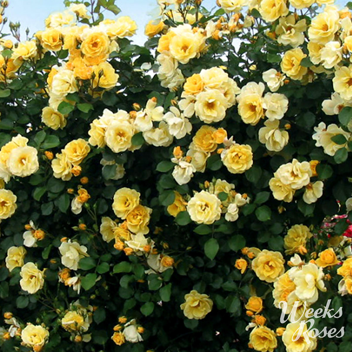 Rosa 'Sky's the Limit'- Climbing Rose 