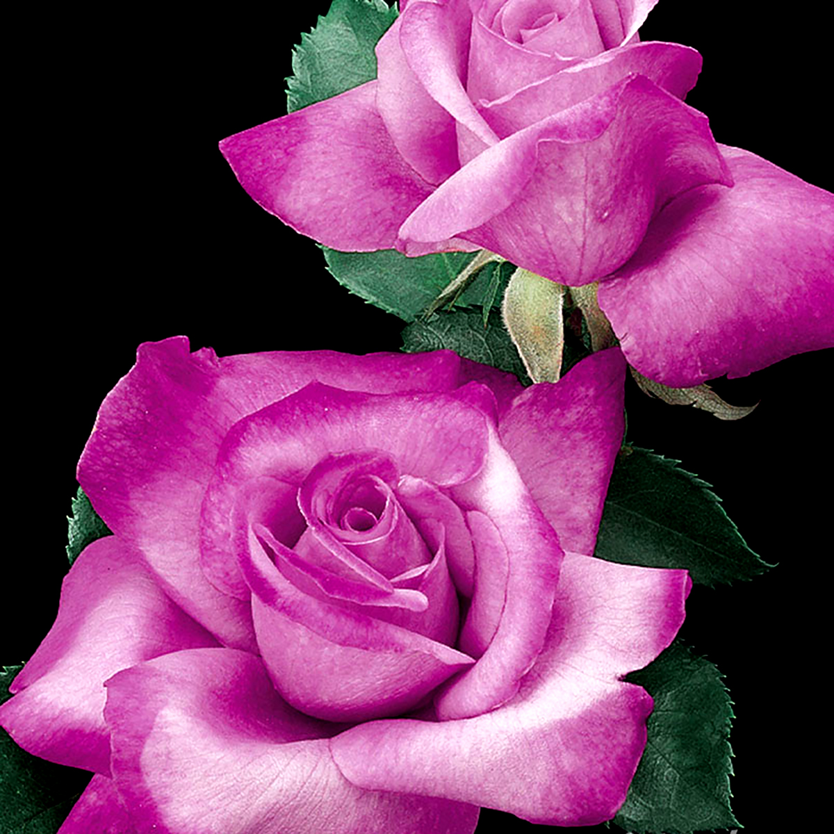 Rosa 'Fragrant Plum' Tree 36'