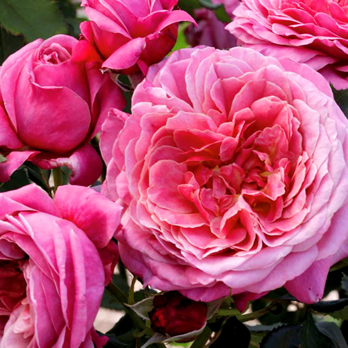 Rosa 'Queen of Elegance' 