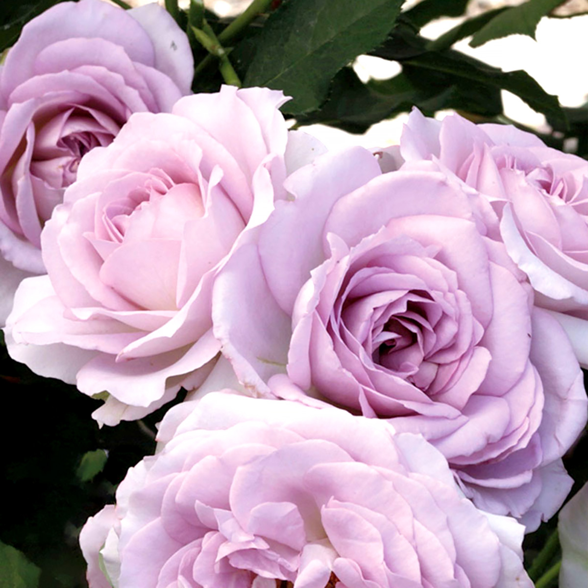 Rosa 'Silver Lining' TF