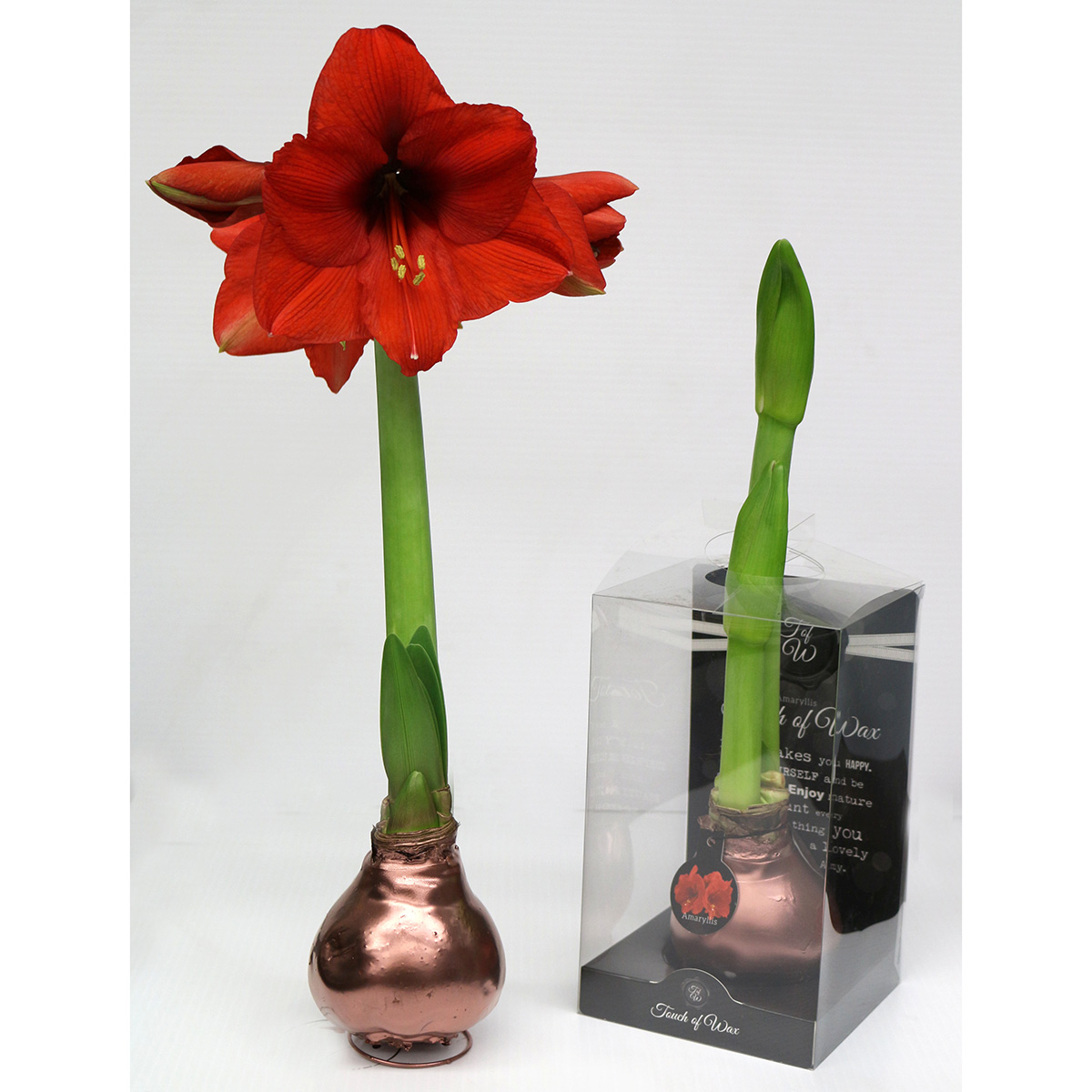 how to wax amaryllis