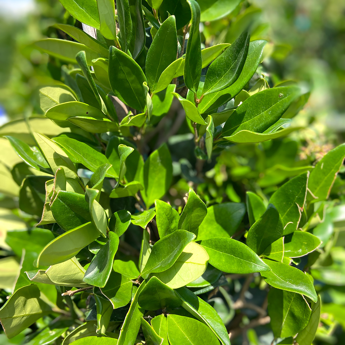 Ligustrum japonicum 'Texanum' - 2 Ball Poodle