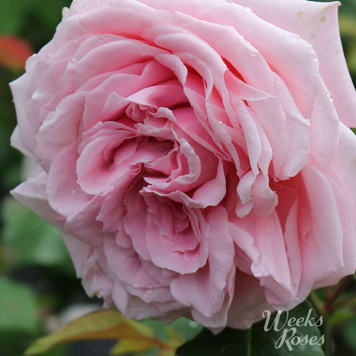 Rosa 'Belinda's Dream'