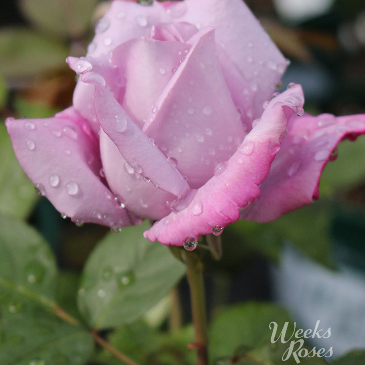 Rosa 'Blue Girl' Hybrid Tea