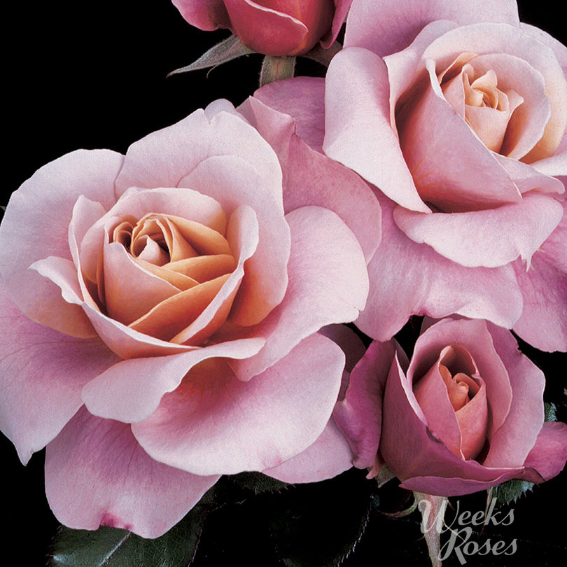 Rosa 'Distant Drums'