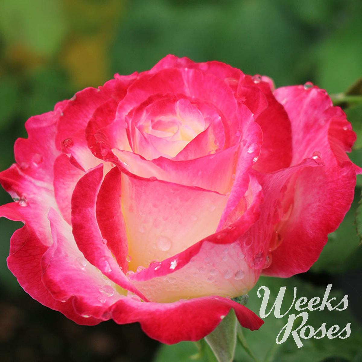 Rosa 'Double Delight' 