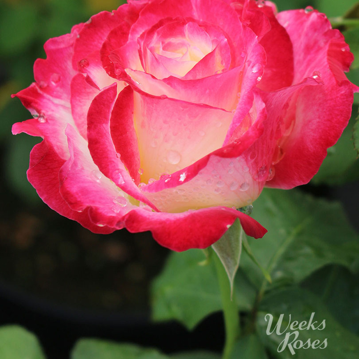 Weeks Rose Web image Double Delight23.jpg