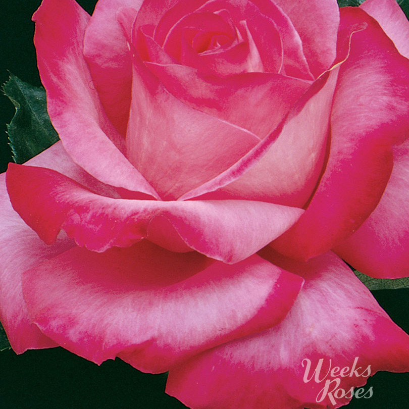 Rosa 'Elizabeth Taylor' 