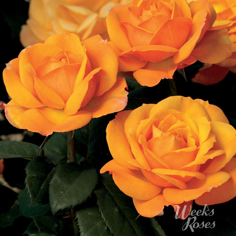 Rosa 'Good As Gold'