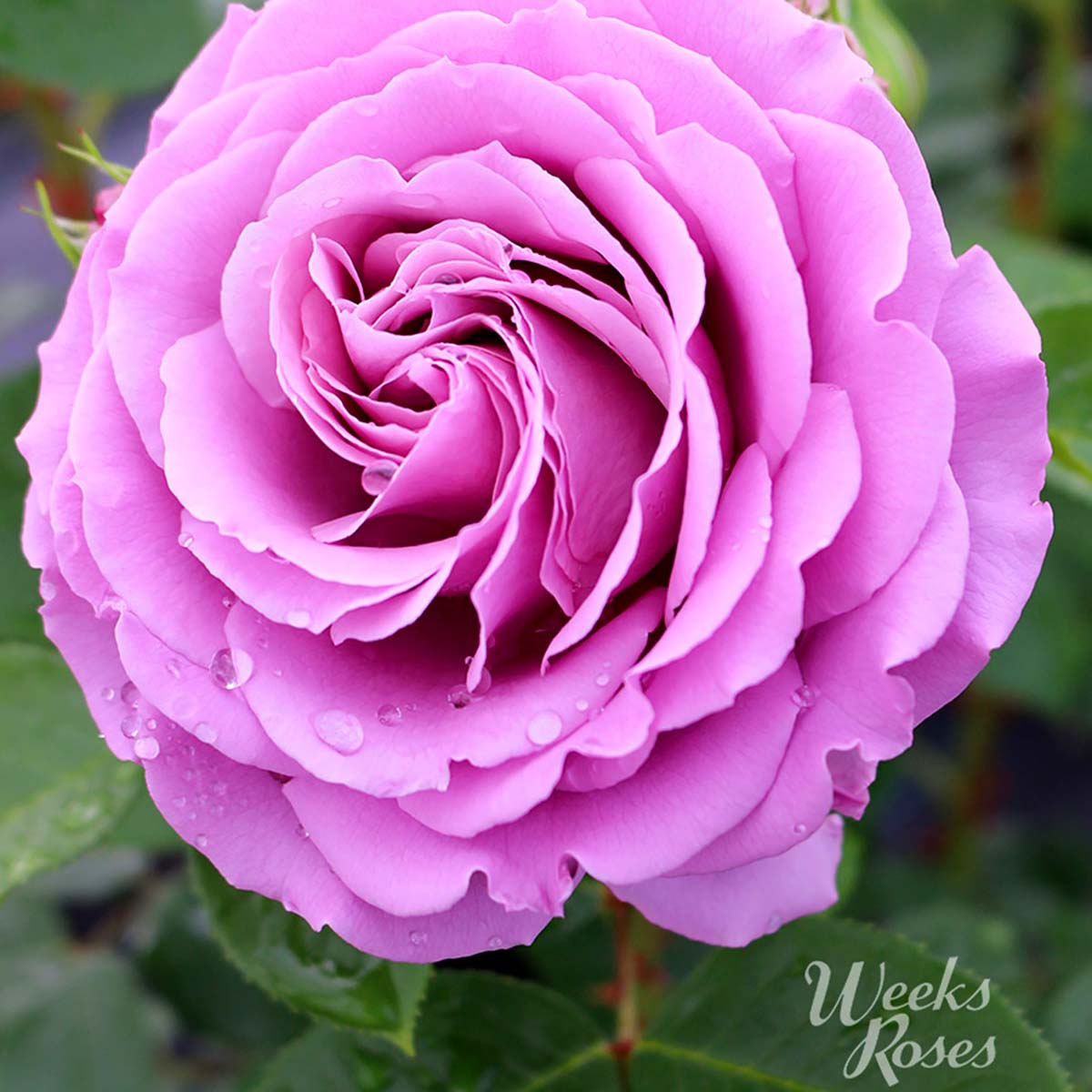 Rosa 'Love Song' 